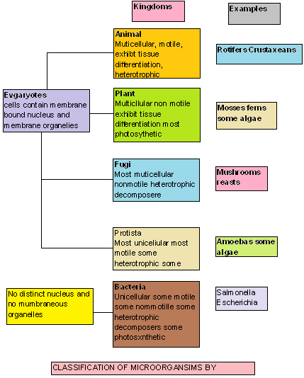 Classification Kingdom of Bacteria