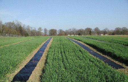 Crops Covered 