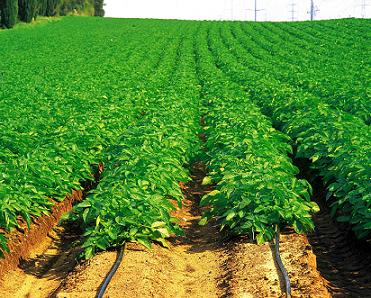 Tea Cash Crop irrigation