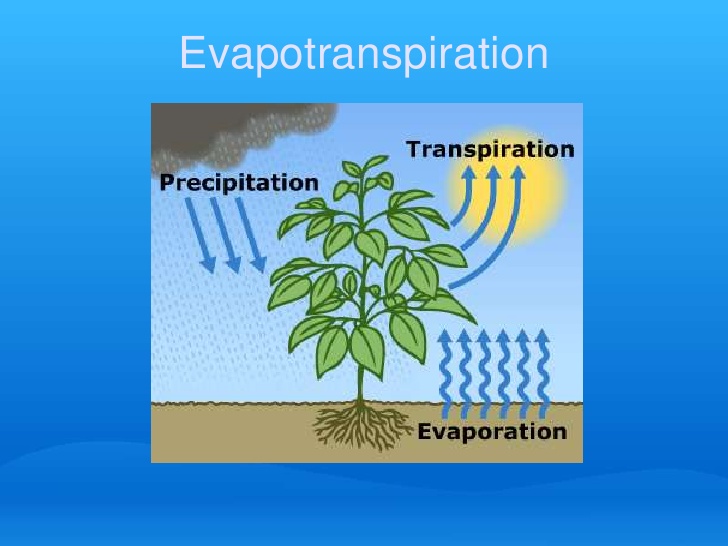 Evapotranspiration