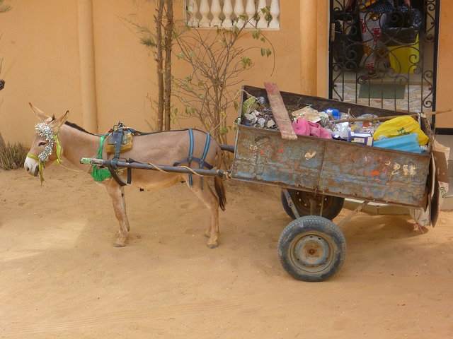 Solid Waste Collection Animal Cart